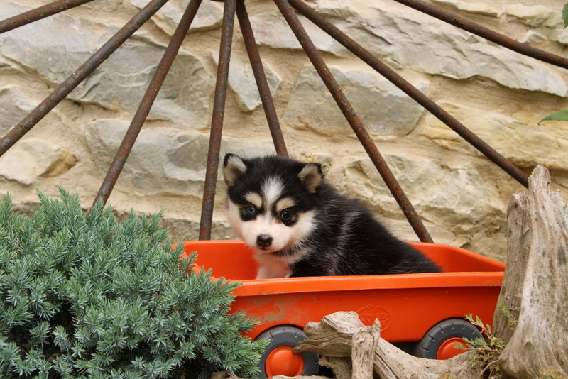 puppy, for, sale, Pomsky, Matthew B. Stoltzfus, dog, breeder, Gap, PA, dog-breeder, puppy-for-sale, forsale, nearby, find, puppyfind, locator, puppylocator, aca